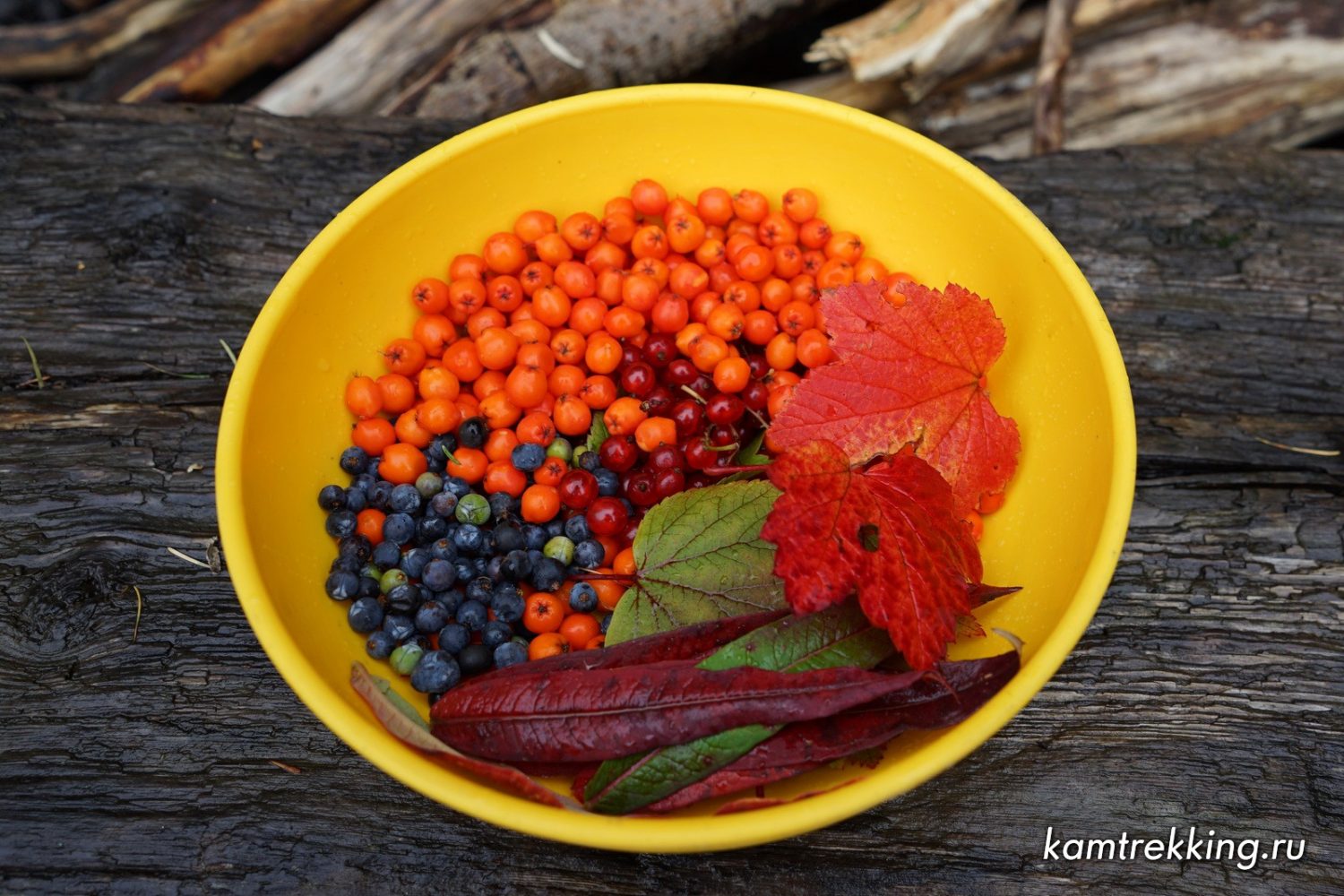Туры на Камчатку, ягоды Камчатки, витаминный чай
